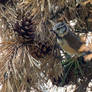 Crested Tit