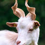 Girgentana Goat Portrait