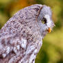 Great Grey Owl