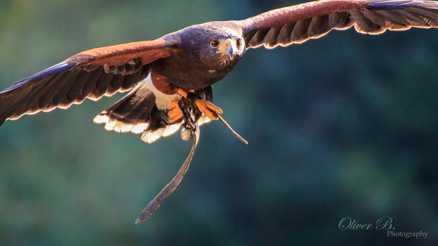 Harris Hawk