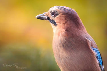 Explore Best Eichelhaher Art On Deviantart