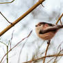 Long-tailed tit