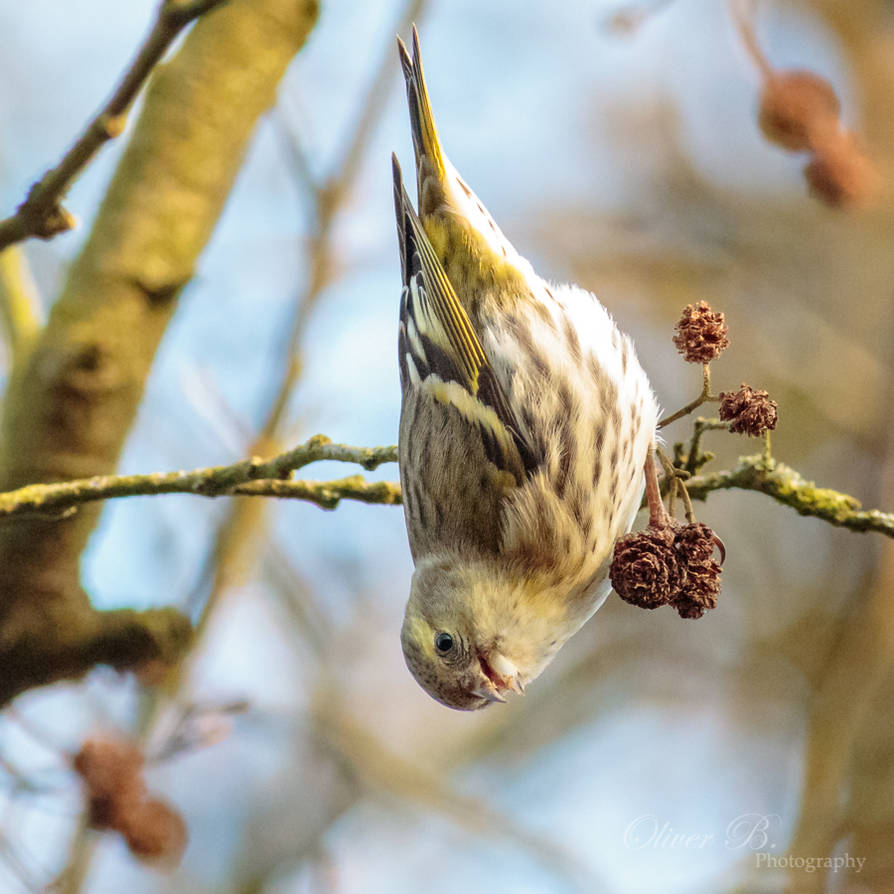 Why, hello there! by OliverBPhotography