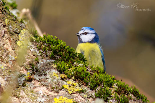 Blue Tit