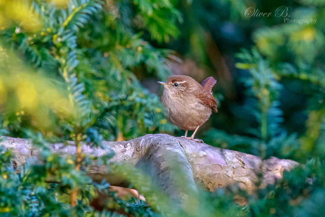 Eurasian Wren by OliverBPhotography