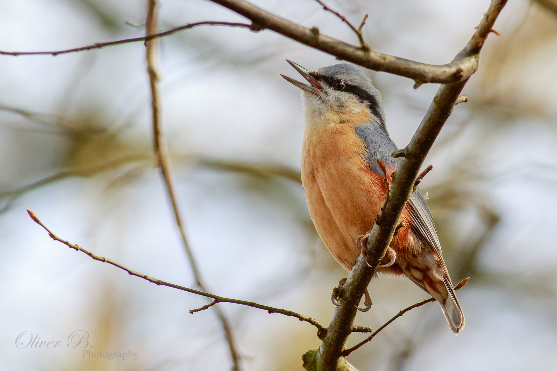 Singing Nuthatch