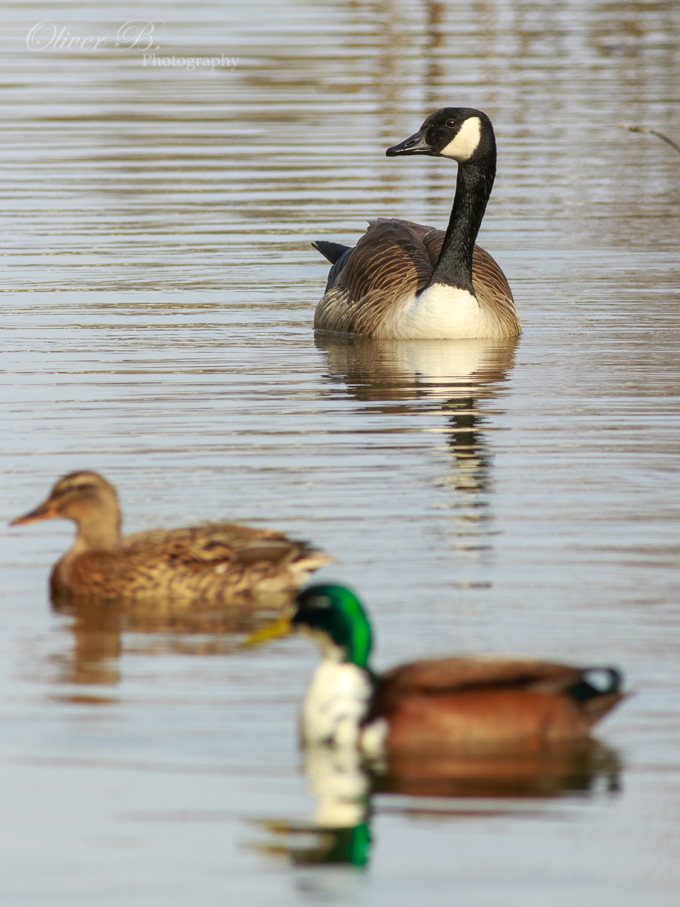 Canada Goose with Mallards