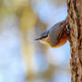 Eurasian Nuthatch