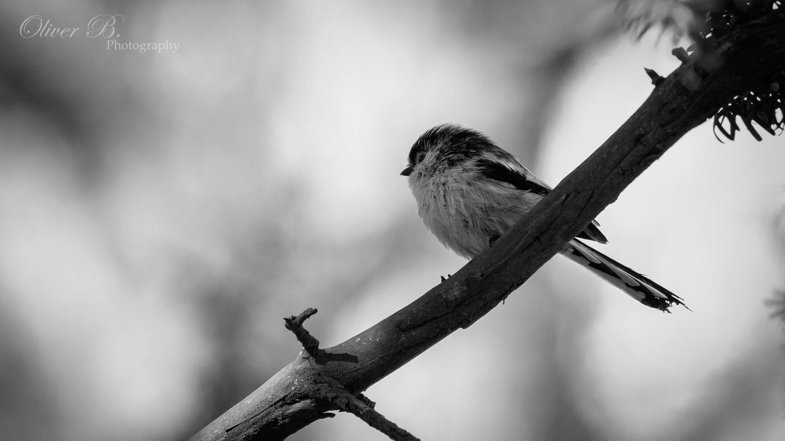 Aegithalos caudatus europaeus