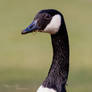 Canada Goose Portrait