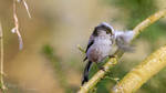 Long-Tailed Tit with Nesting Material (4K WP) by OliverBPhotography