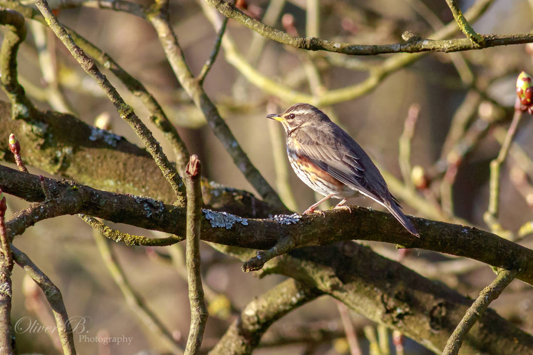 Turdus iliacus by OliverBPhotography