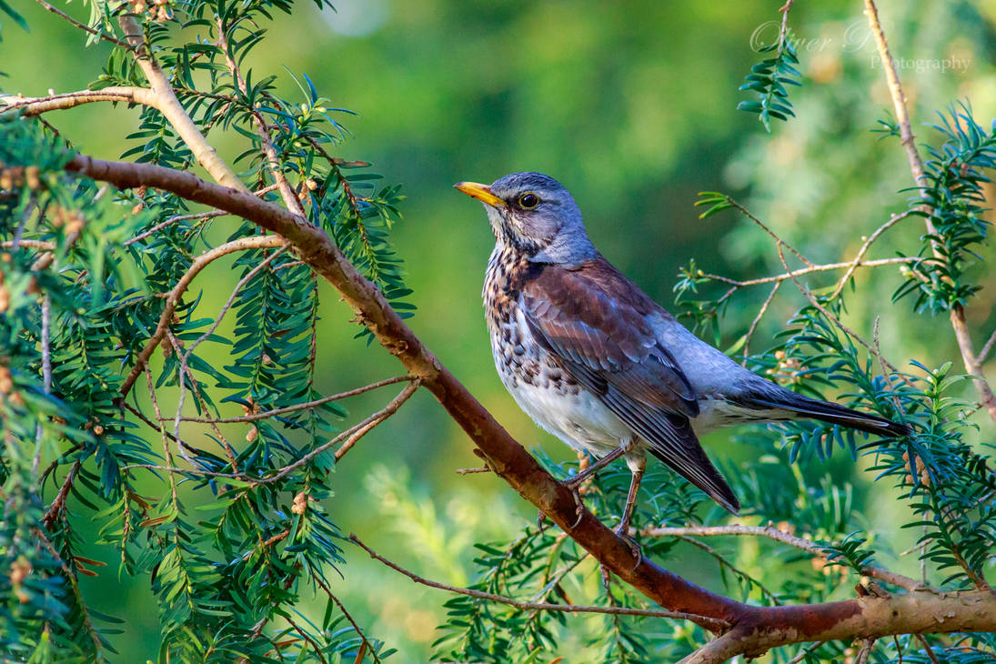 Turdus pilaris by OliverBPhotography