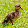 Mallard Duckling