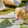 Curious Duckling