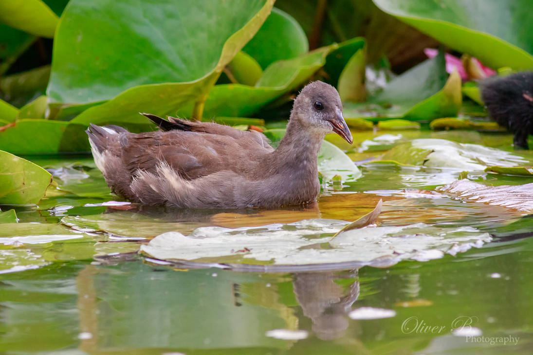 Juvenile Moorhen by OliverBPhotography
