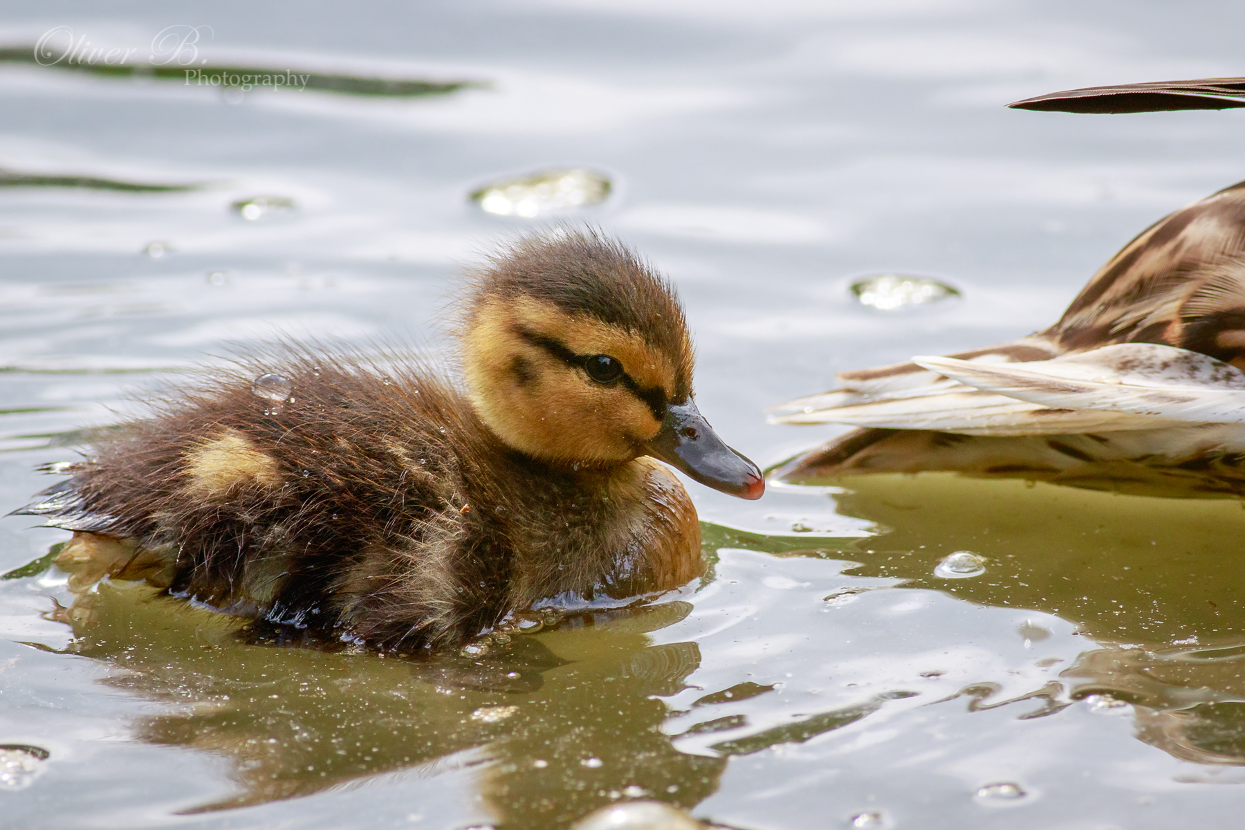 Lil' Ducky