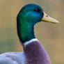 Mallard Drake Portrait