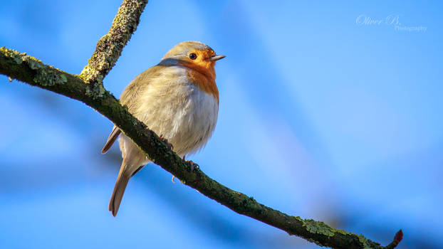 Erithacus rubecula