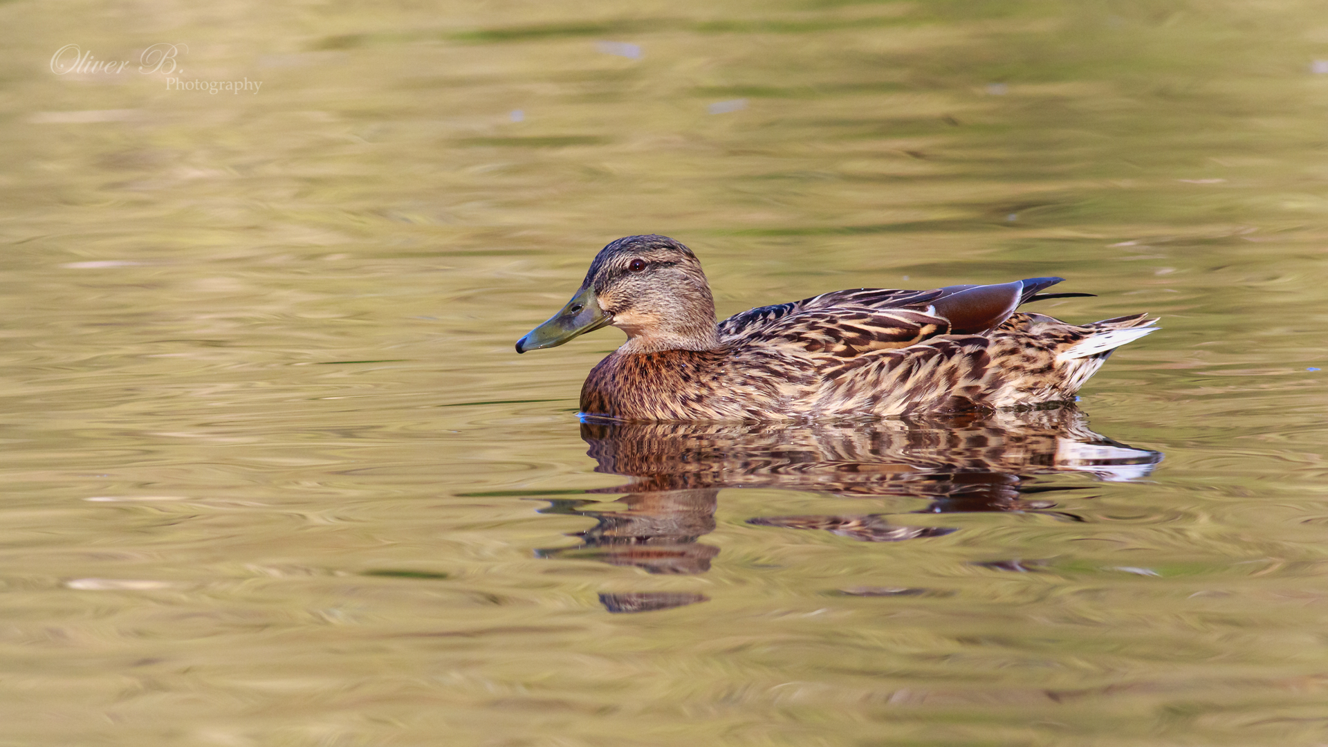 Female Mallard by OliverBPhotography on DeviantArt