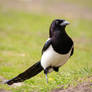 Magpie Portrait