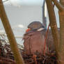 Wood Pigeon in its nest
