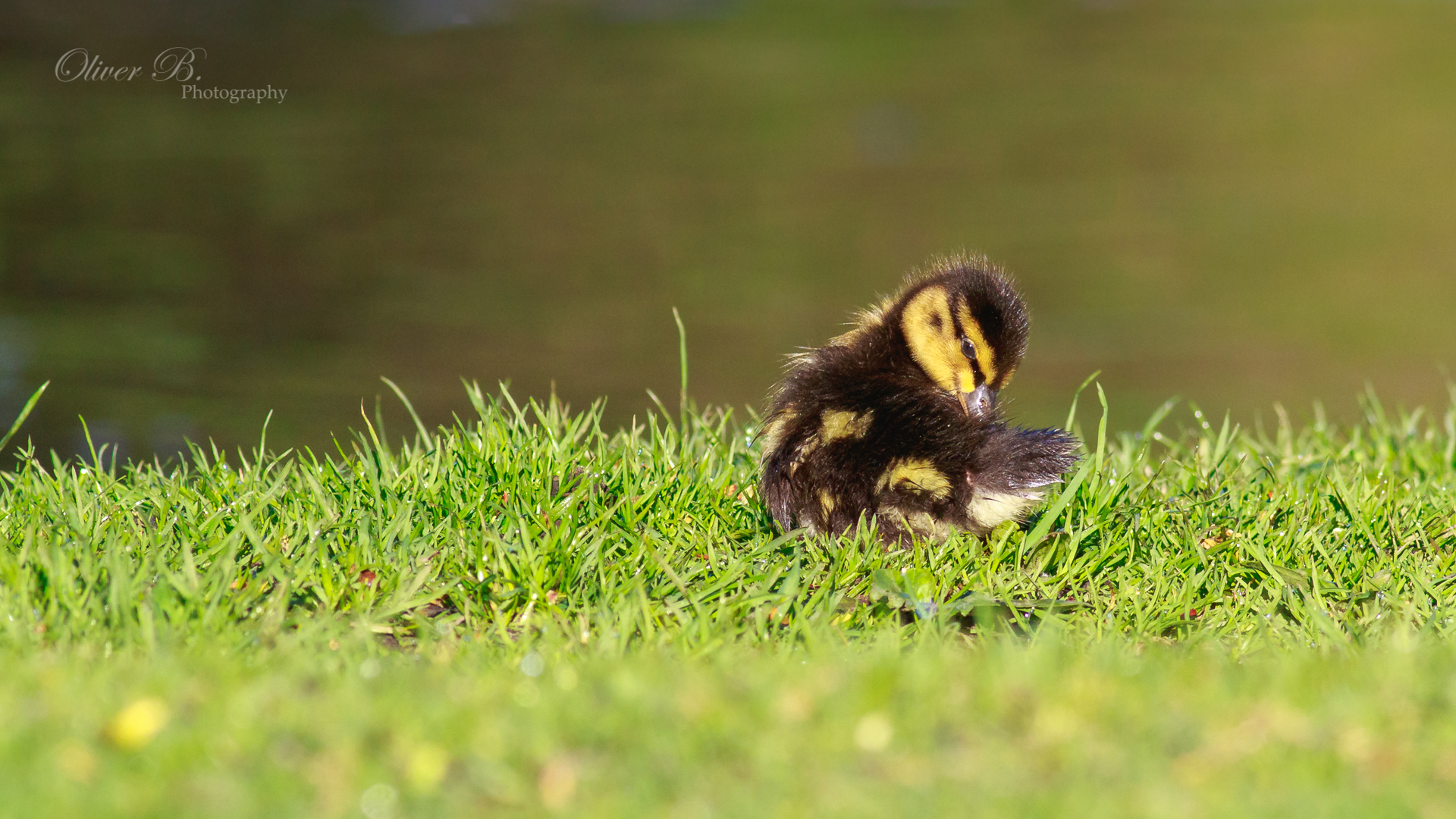 Pretty Little Duckling