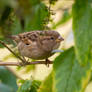 Curious Sparrow