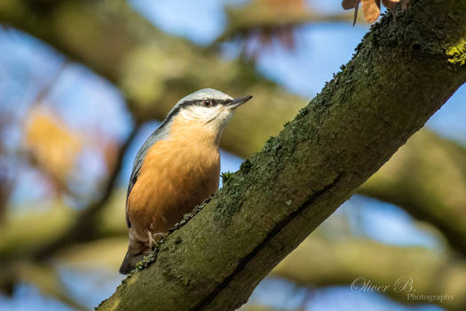 Sitta europaea