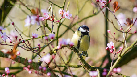 Colors of Spring