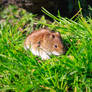 Bank Vole