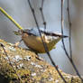 Eurasian Nuthatch