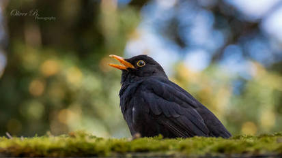 Blackbird on the roof