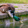 Having a Drink