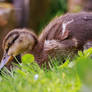 Juvenile Mallard