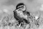 Monochrome Duckling Portrait