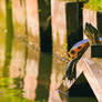 Take a chill pill and soak in the sun