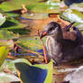 Juvenile Moorhen