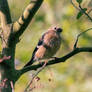 Juvenile Bullfinch