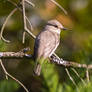 Muscicapa striata