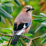 Eurasian Jay