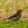 Fledgling Robin