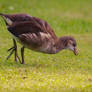 Juvenile Moorhen