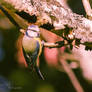 Cyanistes caeruleus