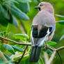 Garrulus glandarius