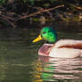 Mallard Drake