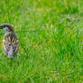 Mr and Mrs Sparrow