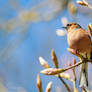 Fringilla coelebs