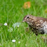 Curious Song Thrush