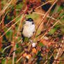 Marsh Tit